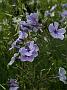 Phlox x arendsii Liesbeth